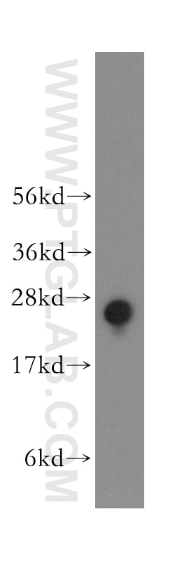 Western Blot (WB) analysis of human lung tissue using RALB Polyclonal antibody (12340-1-AP)