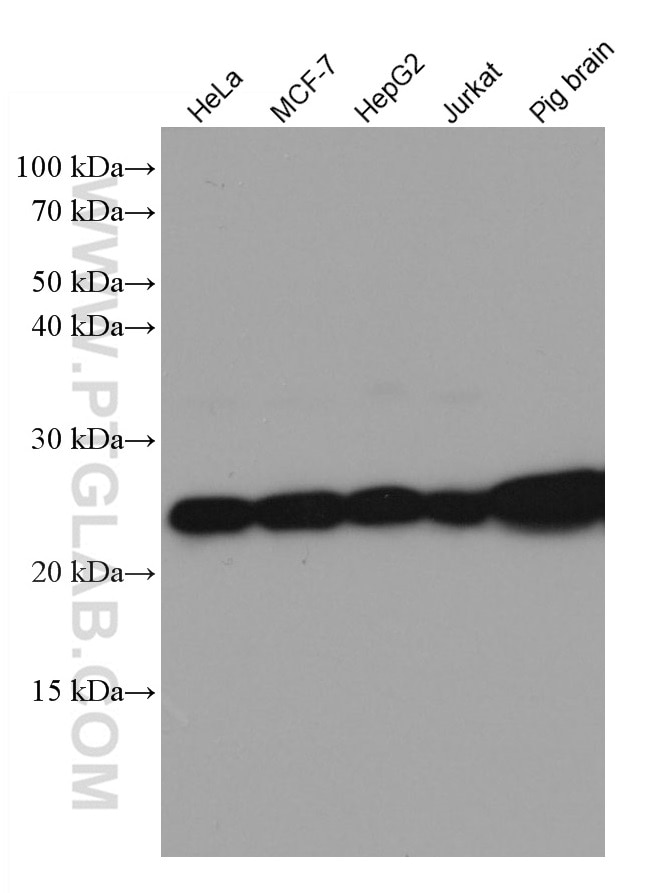 Western Blot (WB) analysis of various lysates using RALB Monoclonal antibody (67094-1-Ig)