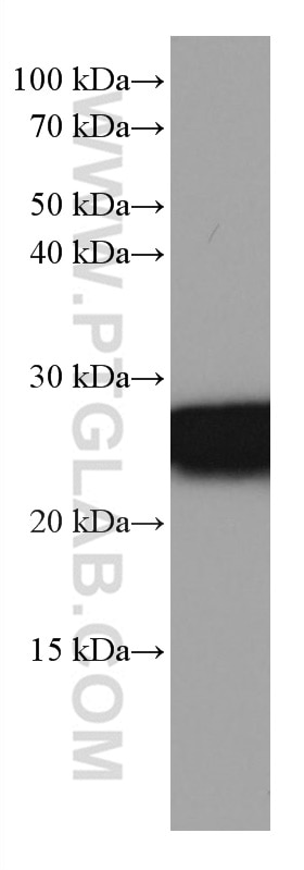 Western Blot (WB) analysis of rat brain tissue using RALB Monoclonal antibody (67094-1-Ig)