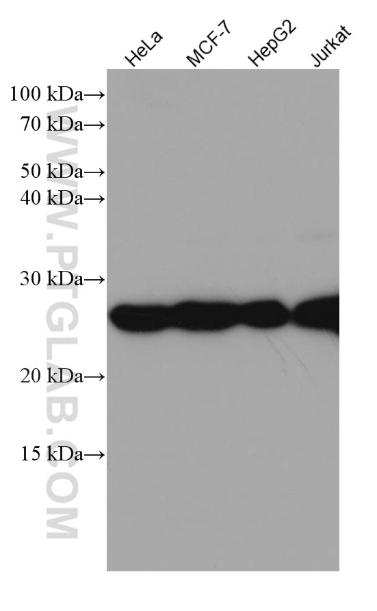 Western Blot (WB) analysis of various lysates using RALB Monoclonal antibody (67094-1-Ig)