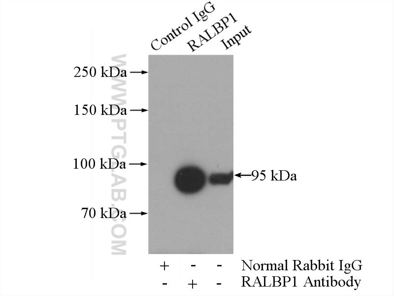 Immunoprecipitation (IP) experiment of K-562 cells using RALBP1 Polyclonal antibody (13176-1-AP)