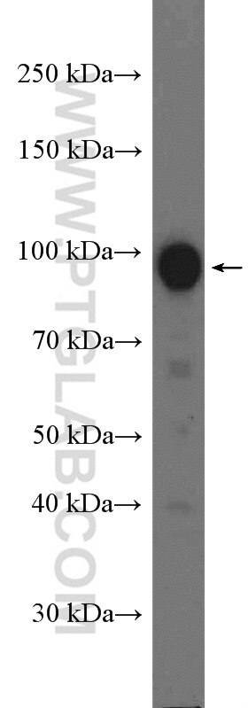 Western Blot (WB) analysis of K-562 cells using RALBP1 Polyclonal antibody (13176-1-AP)