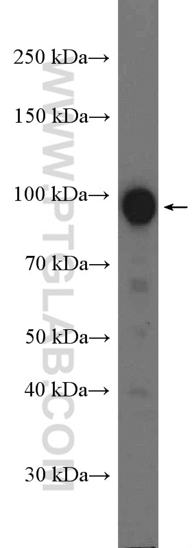 Western Blot (WB) analysis of K-562 cells using RALBP1 Polyclonal antibody (13176-1-AP)