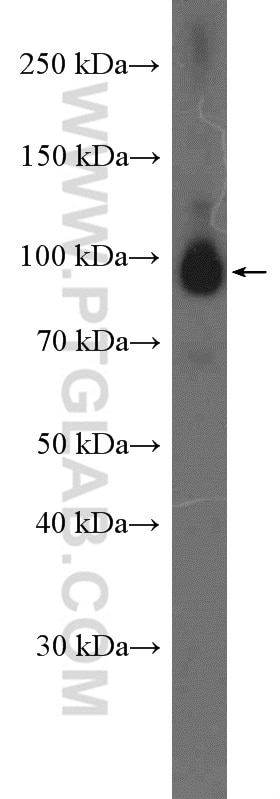 Western Blot (WB) analysis of HEK-293 cells using RALBP1 Polyclonal antibody (13176-1-AP)