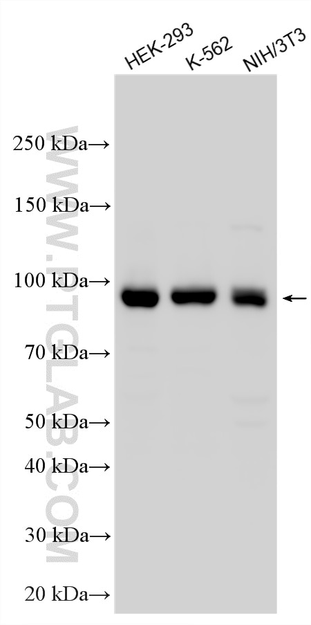 Western Blot (WB) analysis of various lysates using RALBP1 Polyclonal antibody (13176-1-AP)
