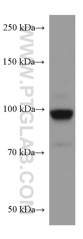 Western Blot (WB) analysis of NIH/3T3 cells using RALBP1 Monoclonal antibody (67359-1-Ig)