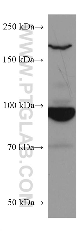 Western Blot (WB) analysis of Jurkat cells using RALBP1 Monoclonal antibody (67359-1-Ig)