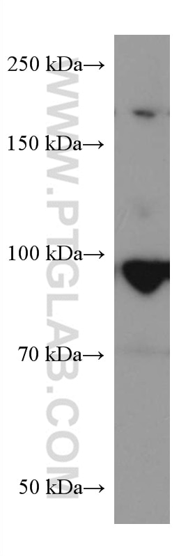 Western Blot (WB) analysis of HEK-293 cells using RALBP1 Monoclonal antibody (67359-1-Ig)