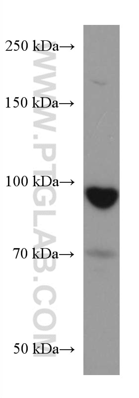 Western Blot (WB) analysis of LNCaP cells using RALBP1 Monoclonal antibody (67359-1-Ig)