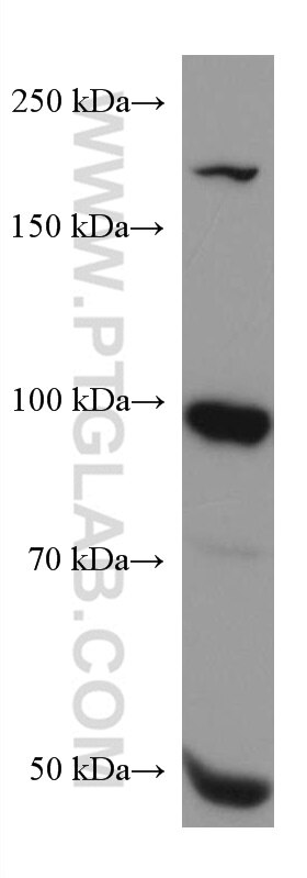 Western Blot (WB) analysis of MCF-7 cells using RALBP1 Monoclonal antibody (67359-1-Ig)