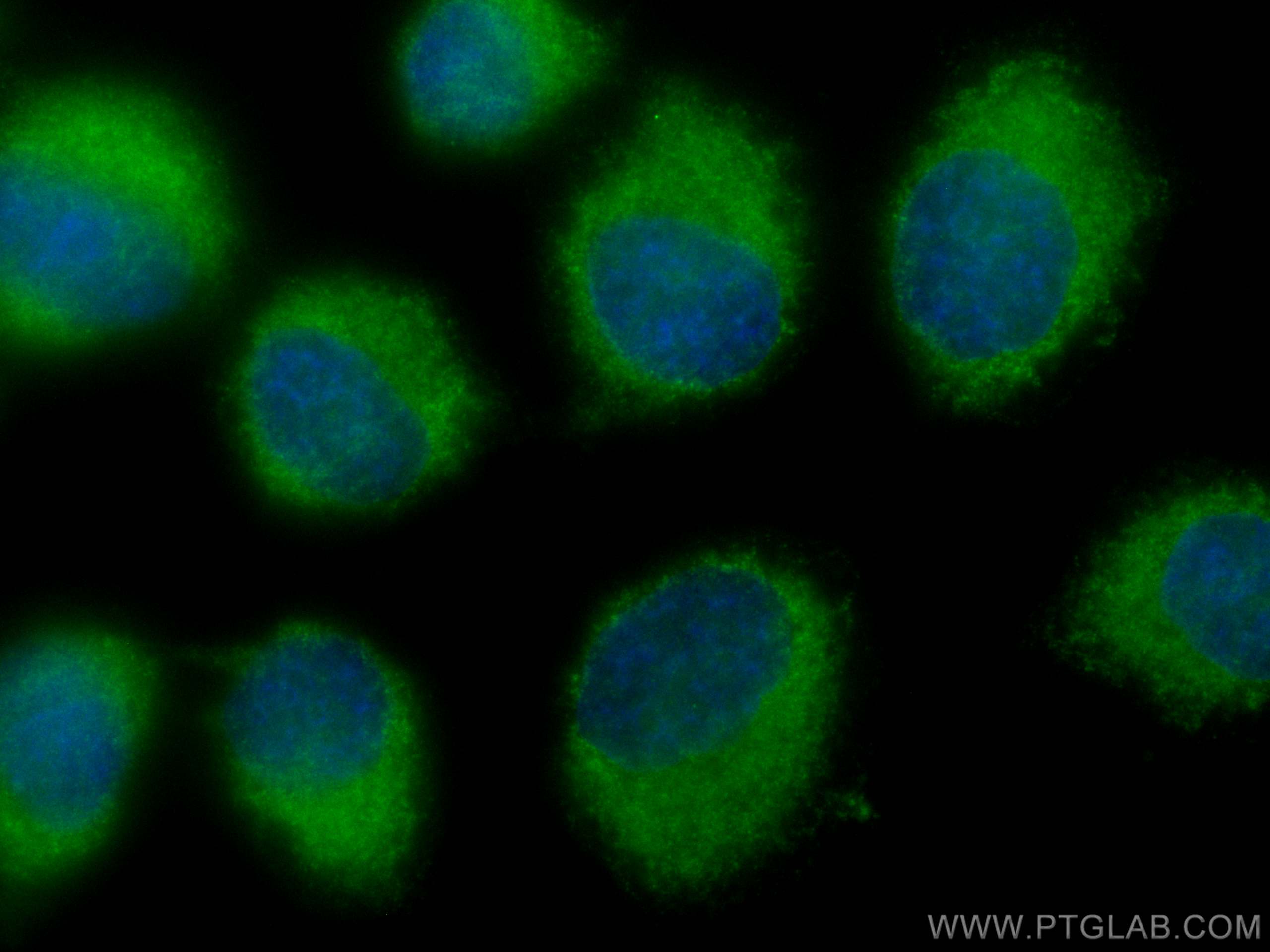 Immunofluorescence (IF) / fluorescent staining of A431 cells using CoraLite® Plus 488-conjugated RALBP1 Monoclonal an (CL488-67359)