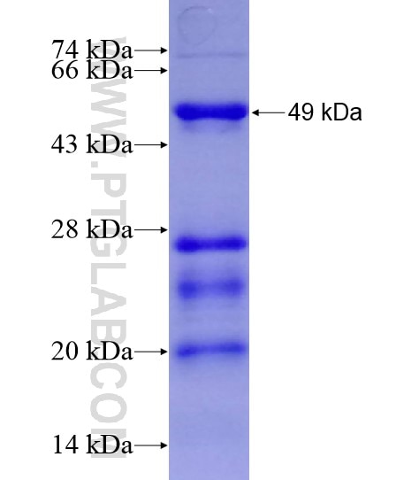 RALBP1 fusion protein Ag28618 SDS-PAGE