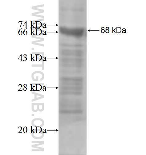 RALBP1 fusion protein Ag3843 SDS-PAGE