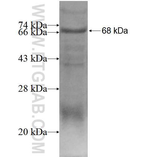 RALGDS fusion protein Ag5931 SDS-PAGE