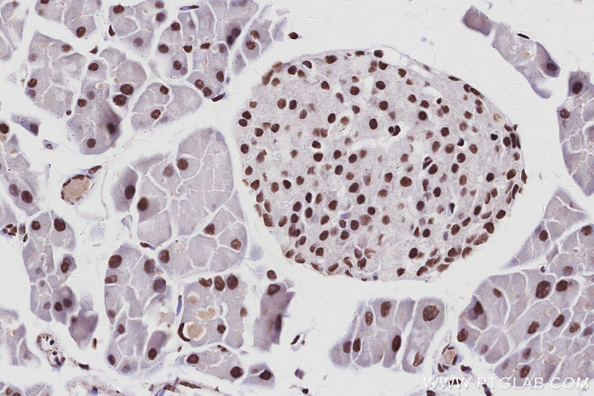 Immunohistochemistry (IHC) staining of mouse pancreas tissue using RALY Polyclonal antibody (17896-1-AP)