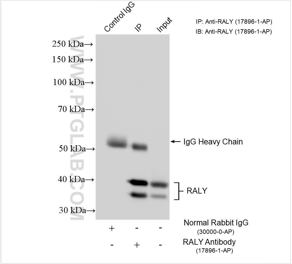 Immunoprecipitation (IP) experiment of HEK-293T cells using RALY Polyclonal antibody (17896-1-AP)