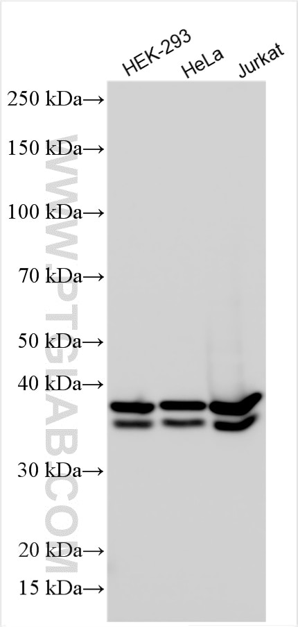 Western Blot (WB) analysis of various lysates using RALY Polyclonal antibody (17896-1-AP)