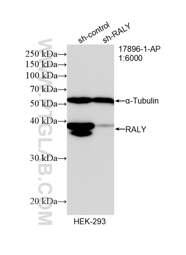 Western Blot (WB) analysis of HEK-293 cells using RALY Polyclonal antibody (17896-1-AP)