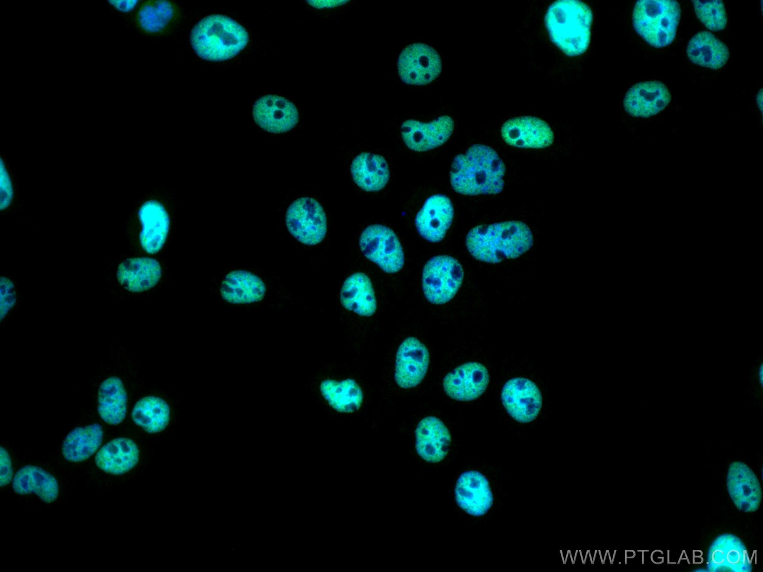 Immunofluorescence (IF) / fluorescent staining of A431 cells using CoraLite® Plus 488-conjugated RALY Monoclonal anti (CL488-68011)