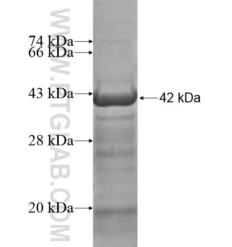 RALY fusion protein Ag12250 SDS-PAGE