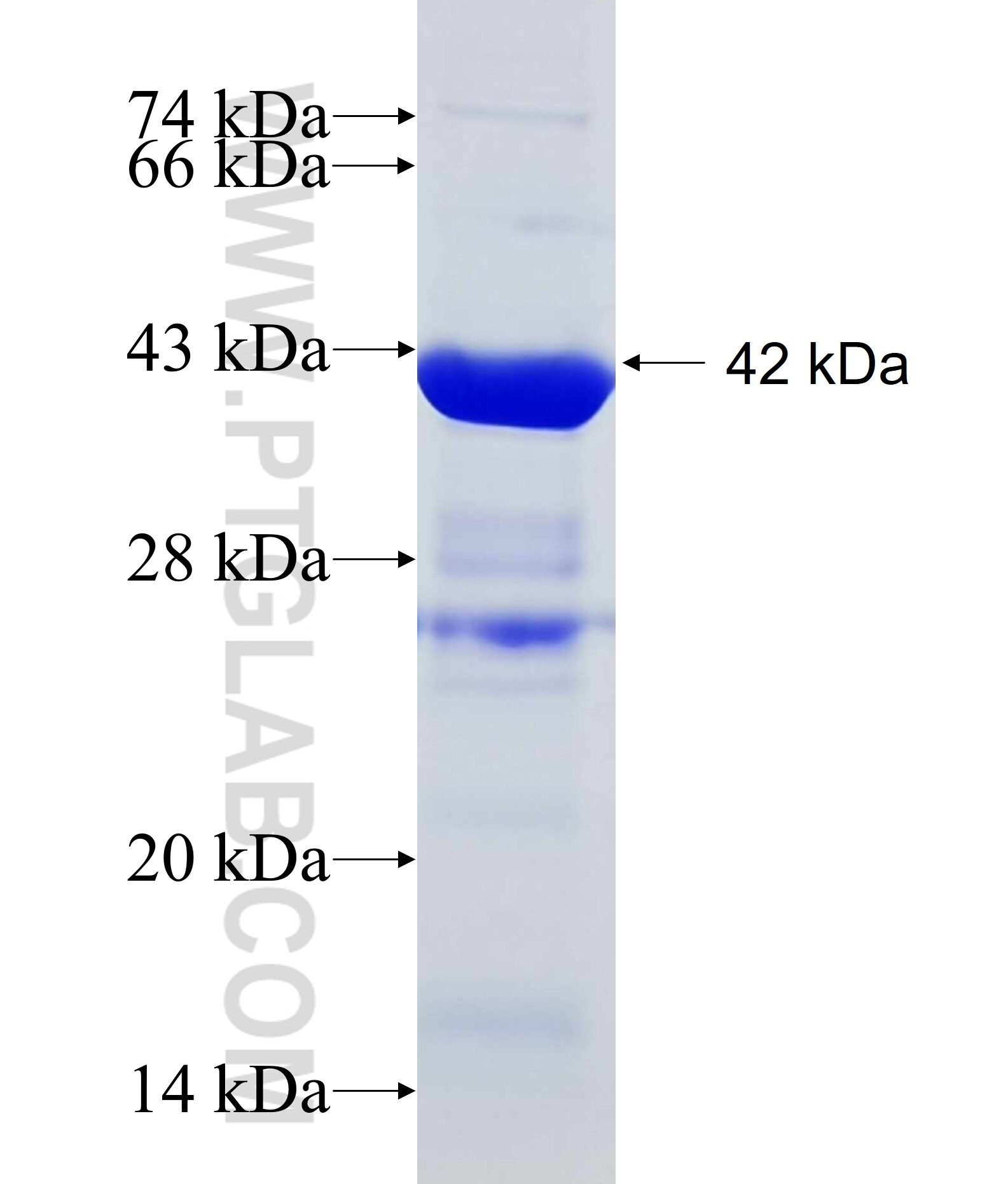 RALY fusion protein Ag12250 SDS-PAGE