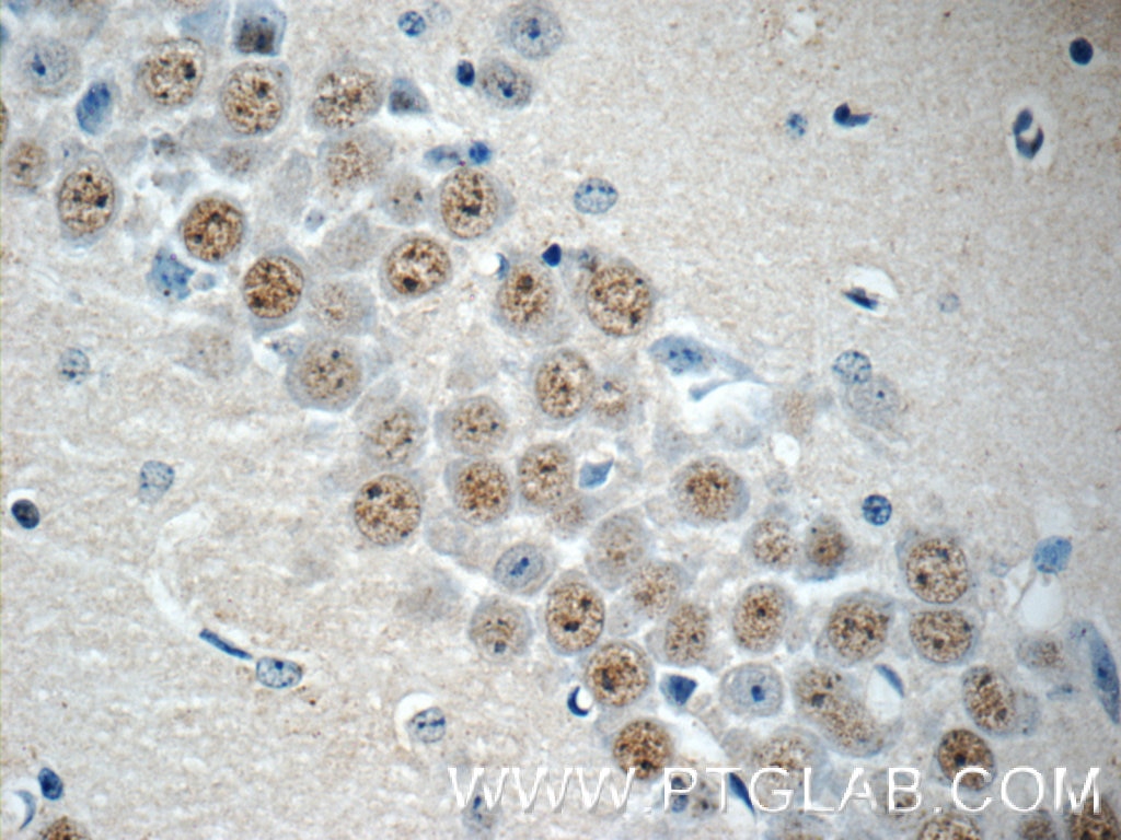 Immunohistochemistry (IHC) staining of mouse brain tissue using RALYL Polyclonal antibody (17179-1-AP)