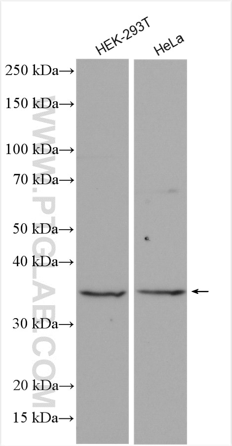 Western Blot (WB) analysis of various lysates using RALYL Polyclonal antibody (28706-1-AP)
