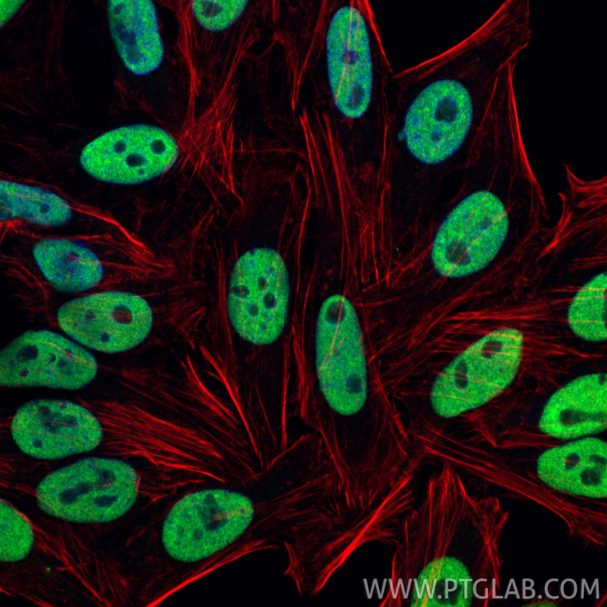 IF Staining of HepG2 using 67534-1-Ig Immunofluorescence (IF) / fluorescent staining of HepG2 cells using RALYL Monoclonal antibody (67534-1-Ig)