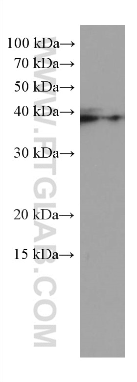 Western Blot (WB) analysis of pig brain tissue using RALYL Monoclonal antibody (67534-1-Ig)