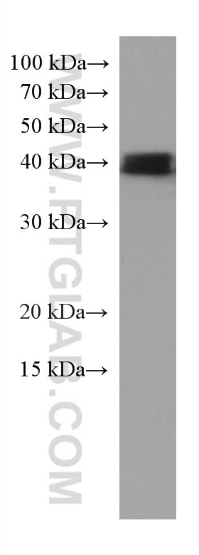 Western Blot (WB) analysis of rat brain tissue using RALYL Monoclonal antibody (67534-1-Ig)