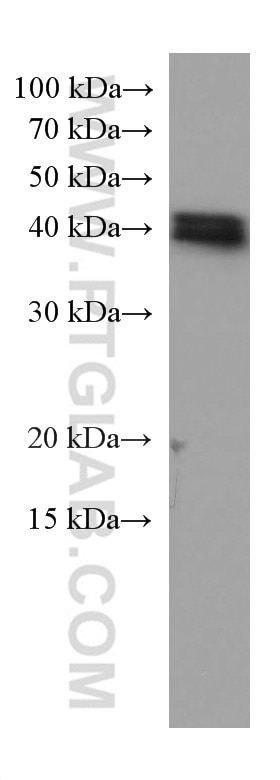 Western Blot (WB) analysis of mouse brain tissue using RALYL Monoclonal antibody (67534-1-Ig)