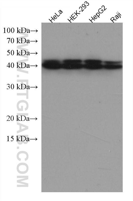 Western Blot (WB) analysis of various lysates using RALYL Monoclonal antibody (67534-1-Ig)