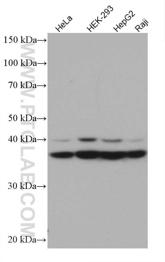 Western Blot (WB) analysis of various lysates using RALYL Monoclonal antibody (67534-1-Ig)