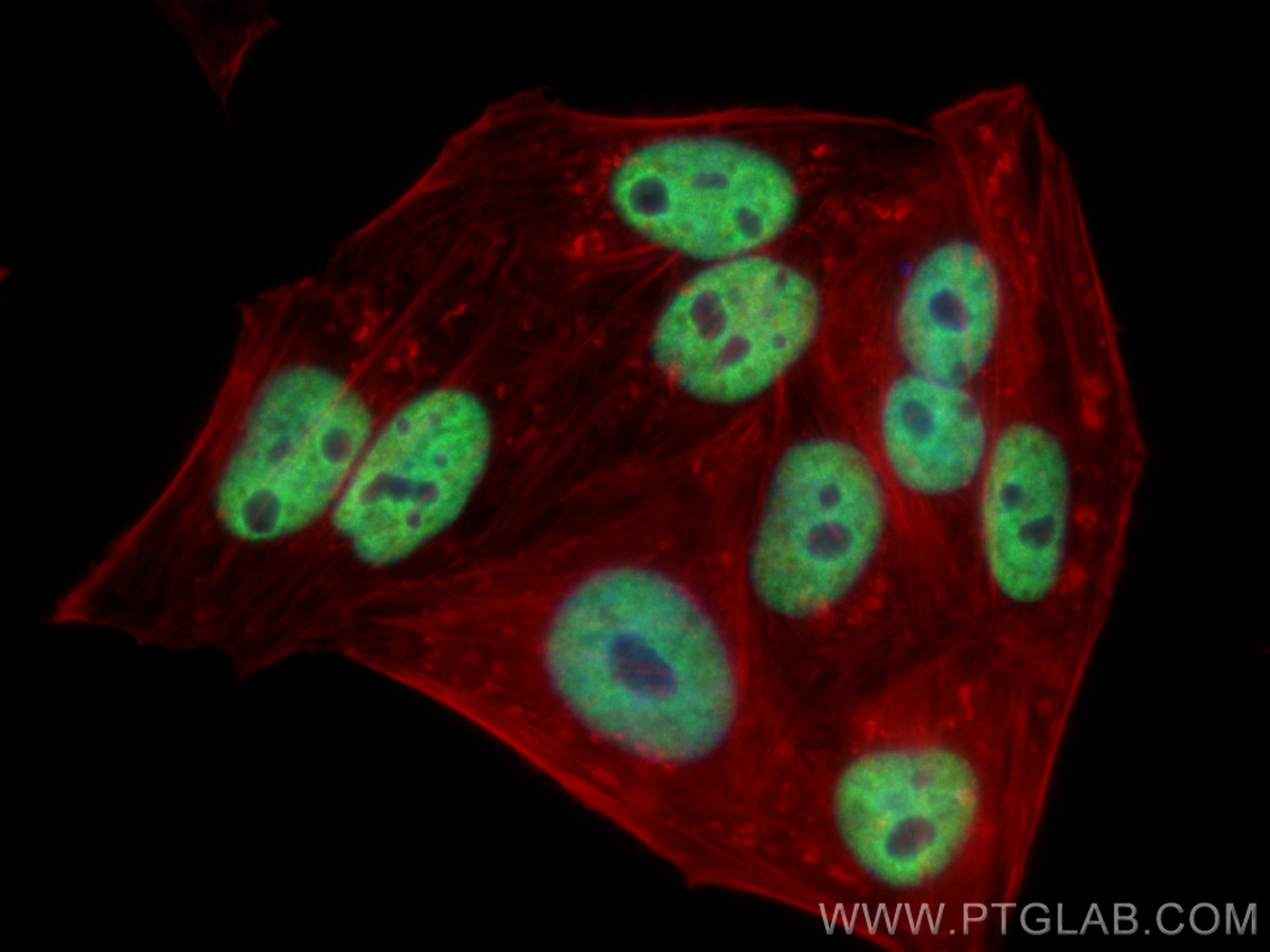 Immunofluorescence (IF) / fluorescent staining of HepG2 cells using CoraLite® Plus 488-conjugated RALYL Monoclonal ant (CL488-67534)