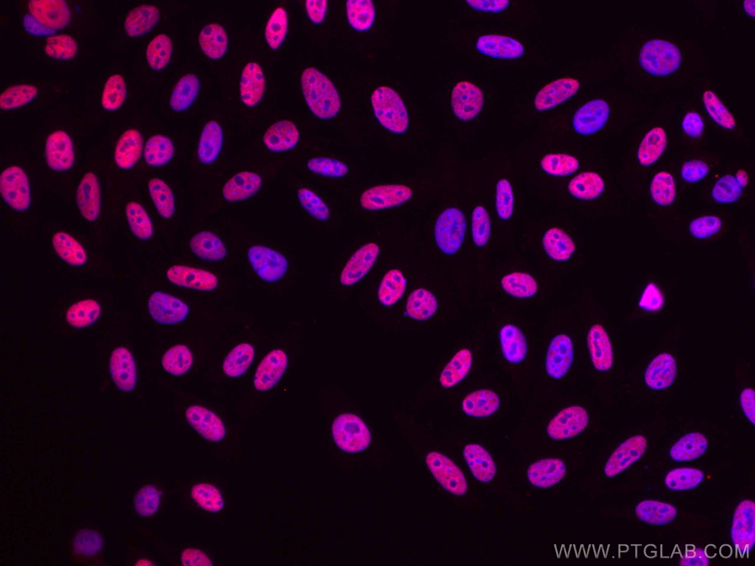 Immunofluorescence (IF) / fluorescent staining of HepG2 cells using CoraLite®594-conjugated RALYL Monoclonal antibody (CL594-67534)