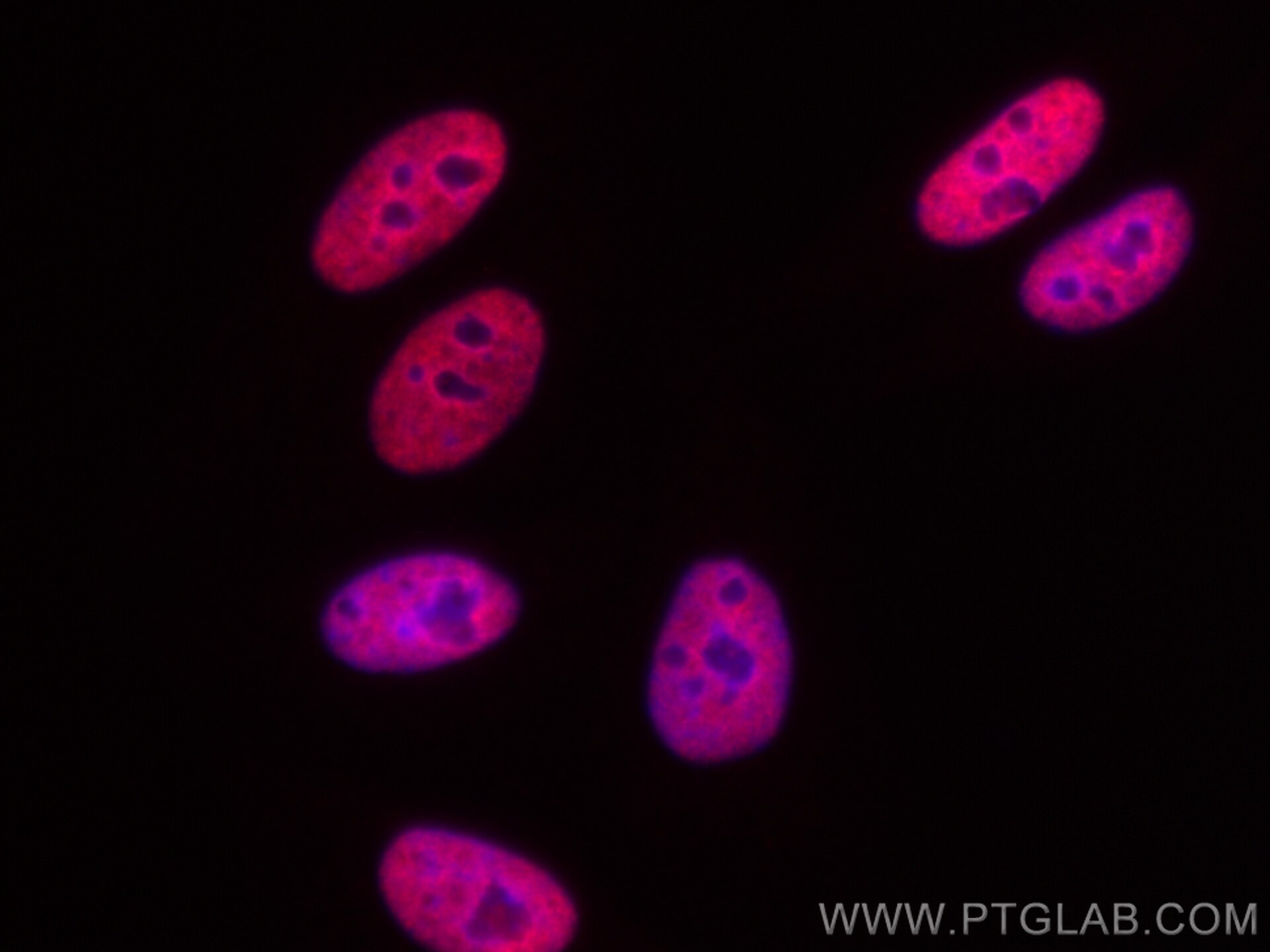 Immunofluorescence (IF) / fluorescent staining of HepG2 cells using CoraLite®594-conjugated RALYL Monoclonal antibody (CL594-67534)