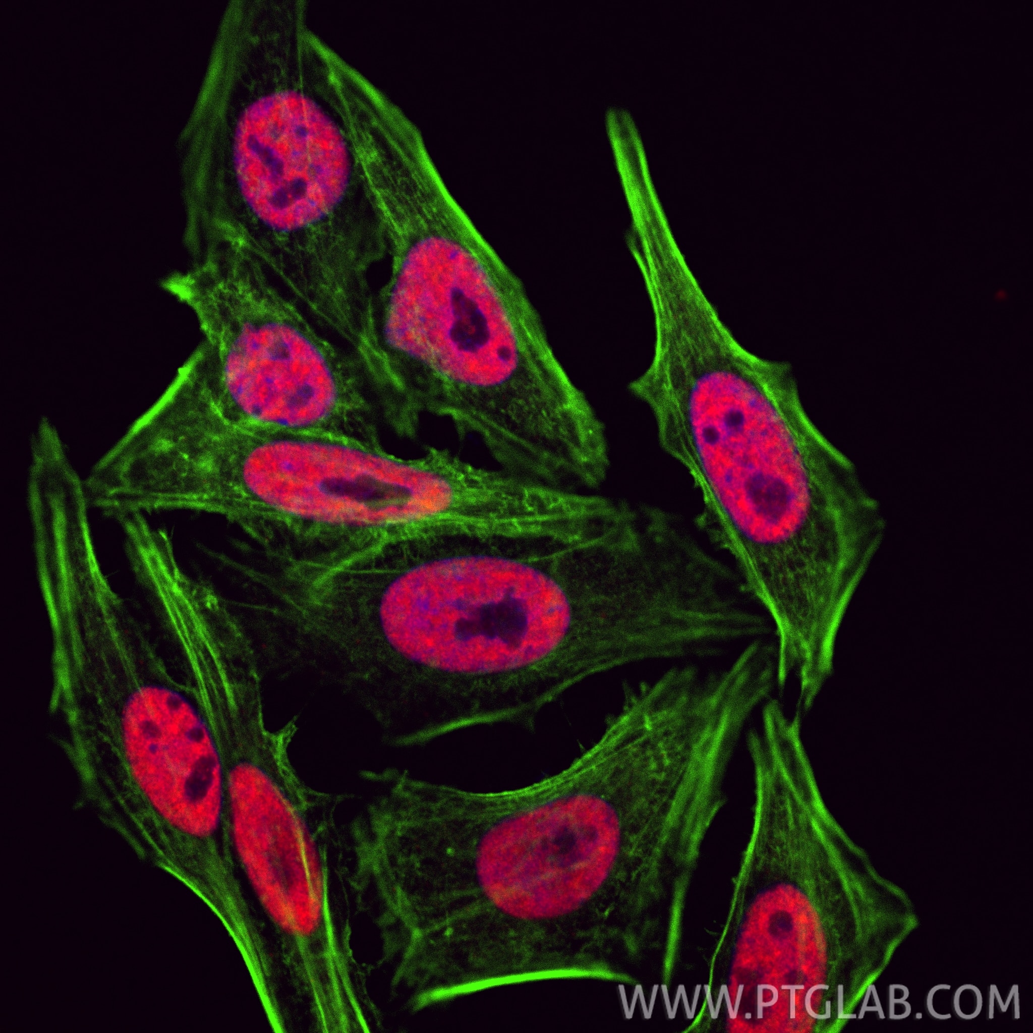 IF Staining of HepG2 using CL594-67534 Immunofluorescence (IF) / fluorescent staining of HepG2 cells using CoraLite®594-conjugated RALYL Monoclonal antibody (CL594-67534)