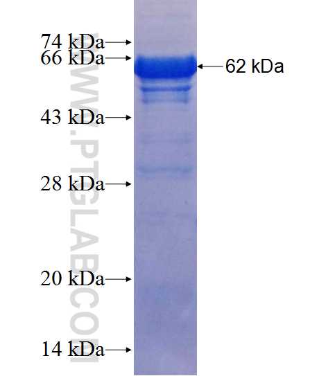 RALYL fusion protein Ag10898 SDS-PAGE