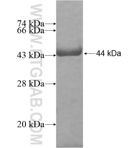 RALYL fusion protein Ag11676 SDS-PAGE