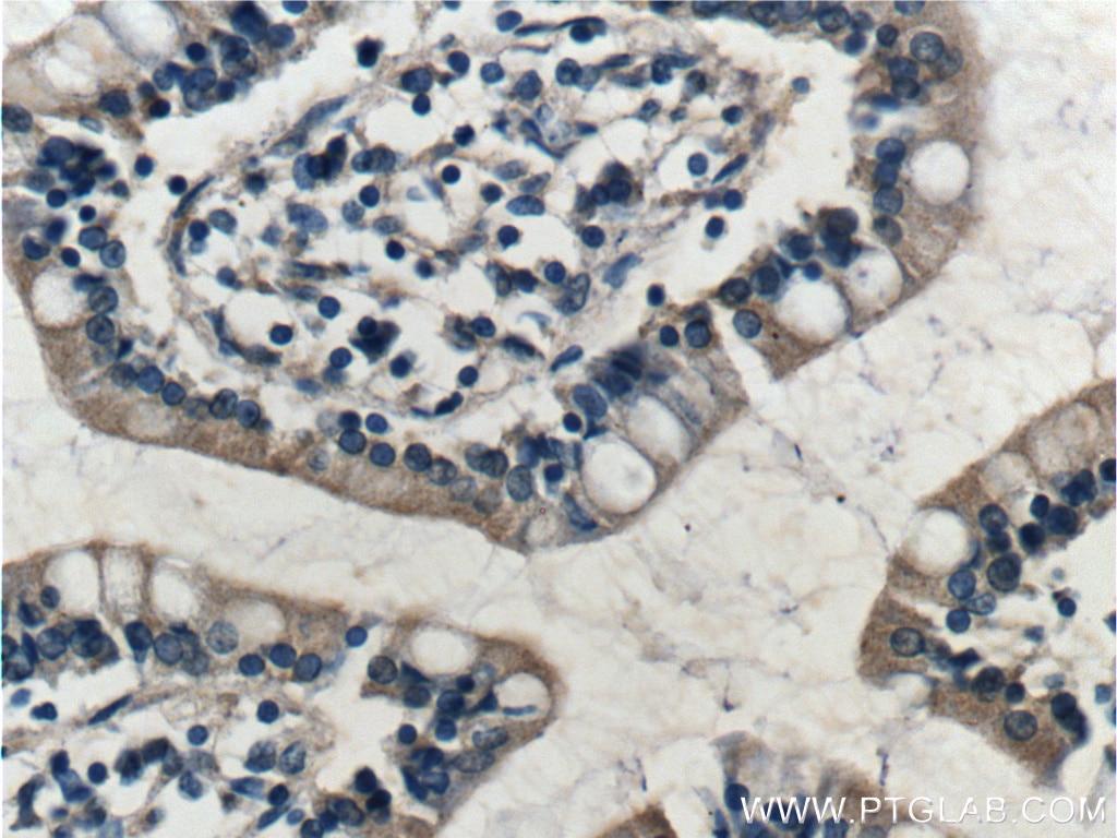 IHC staining of human small intestine using 10327-1-AP