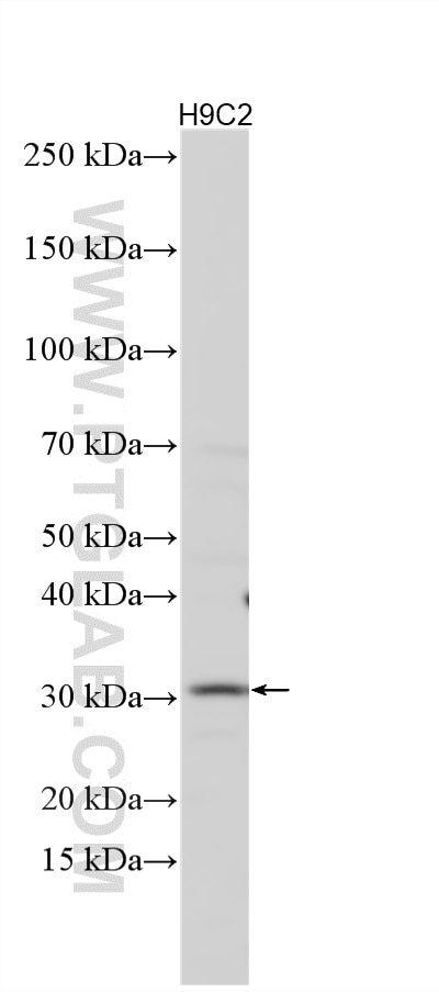 Western Blot (WB) analysis of various lysates using RAMP1 Polyclonal antibody (10327-1-AP)
