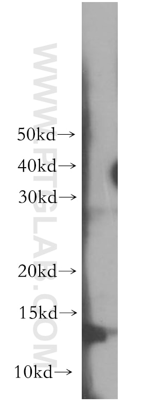 Western Blot (WB) analysis of human heart tissue using RAMP1 Polyclonal antibody (10327-1-AP)