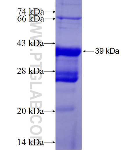RAMP1 fusion protein Ag0402 SDS-PAGE