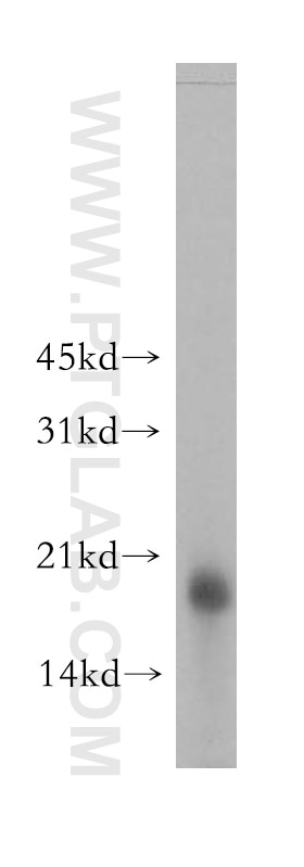 Western Blot (WB) analysis of mouse brain tissue using RAMP2 Polyclonal antibody (13223-2-AP)