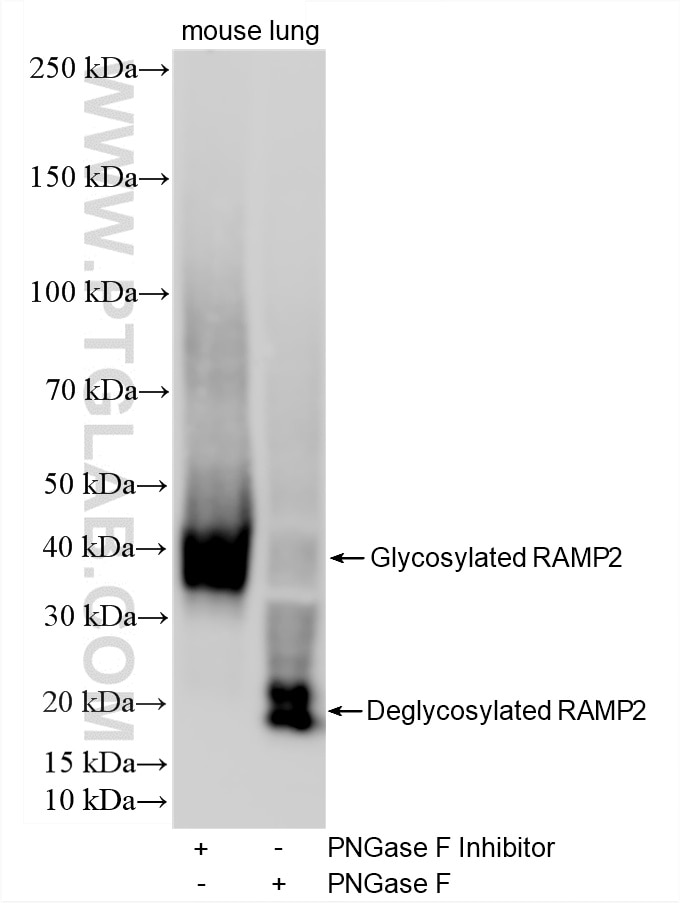 WB analysis of mouse lung using 88020-3-RR (same clone as 88020-3-PBS) Western Blot (WB) analysis of mouse lung tissue using RAMP2 Recombinant monoclonal antibody (88020-3-RR)