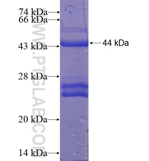 RAMP2 fusion protein Ag4028 SDS-PAGE