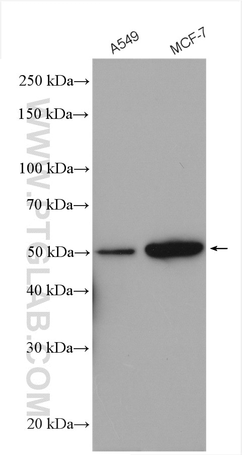 Western Blot (WB) analysis of various lysates using RAMP3 Polyclonal antibody (11861-1-AP)