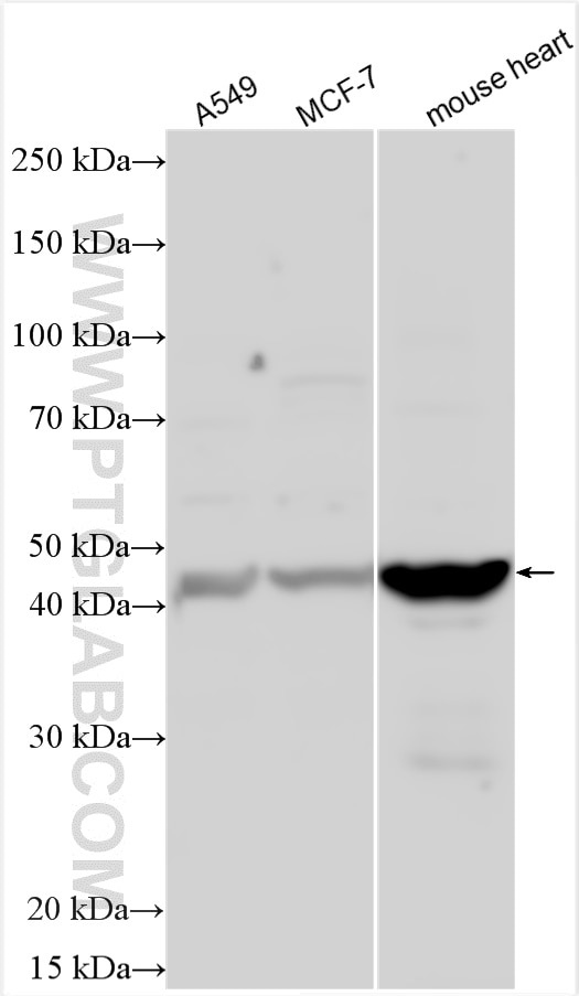 Western Blot (WB) analysis of various lysates using RAMP3 Polyclonal antibody (11861-1-AP)