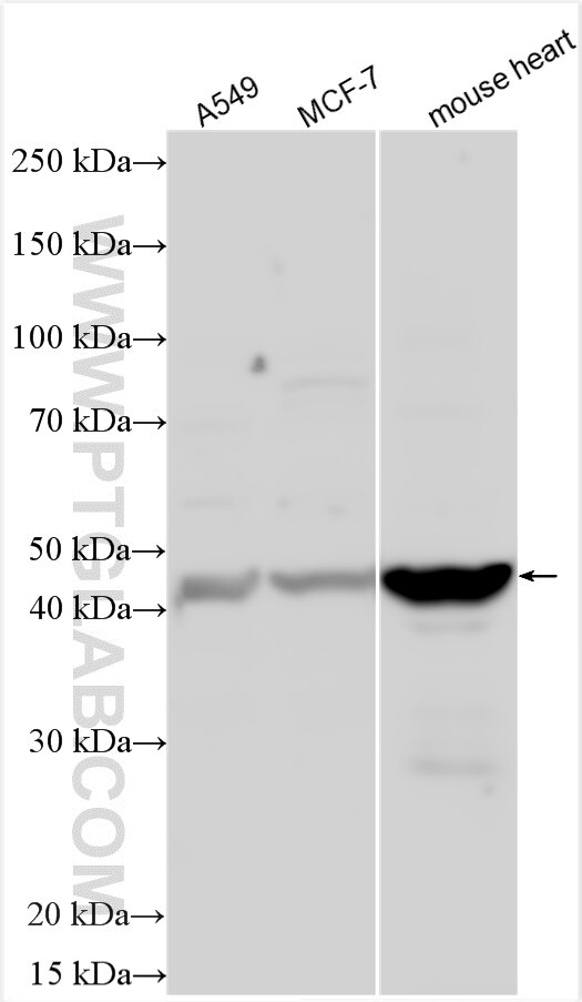 Western Blot (WB) analysis of various lysates using RAMP3 Polyclonal antibody (11861-1-AP)