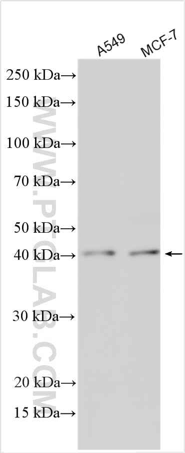 Western Blot (WB) analysis of various lysates using RAMP3 Polyclonal antibody (11861-1-AP)